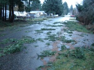Hannukah Eve Windstorm Aftermath