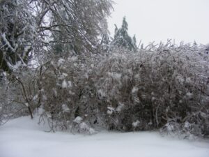 Ice Storm