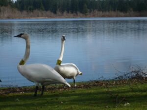 Trumpeter Swans