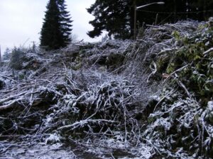 Ice Storm Dump Pile